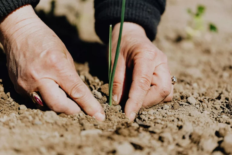 La conciencia de Quique - Tienda vegana, ecológica y herbolario